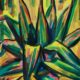 agave-1964